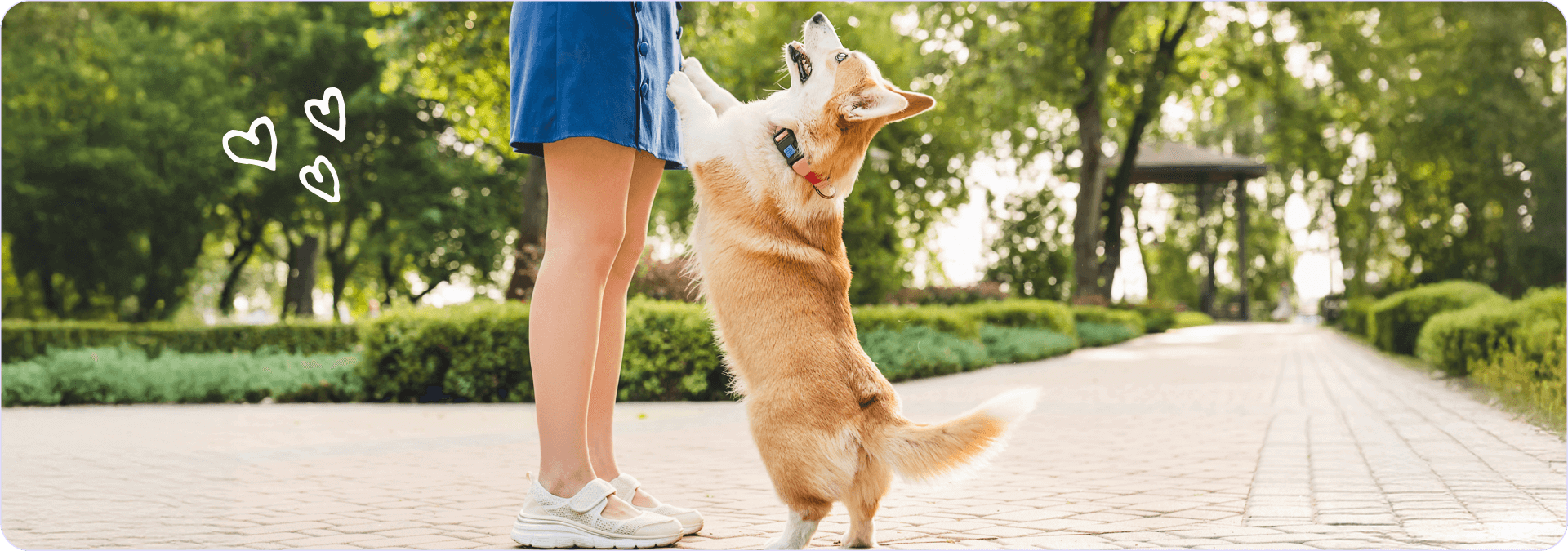 Cane segue il padrone