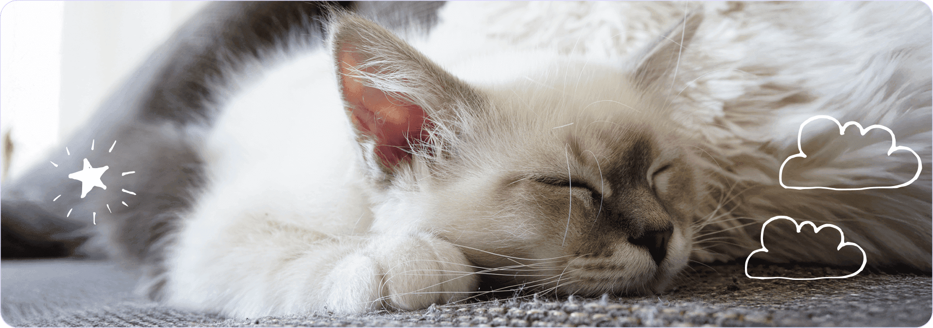 Gatto che Dorme