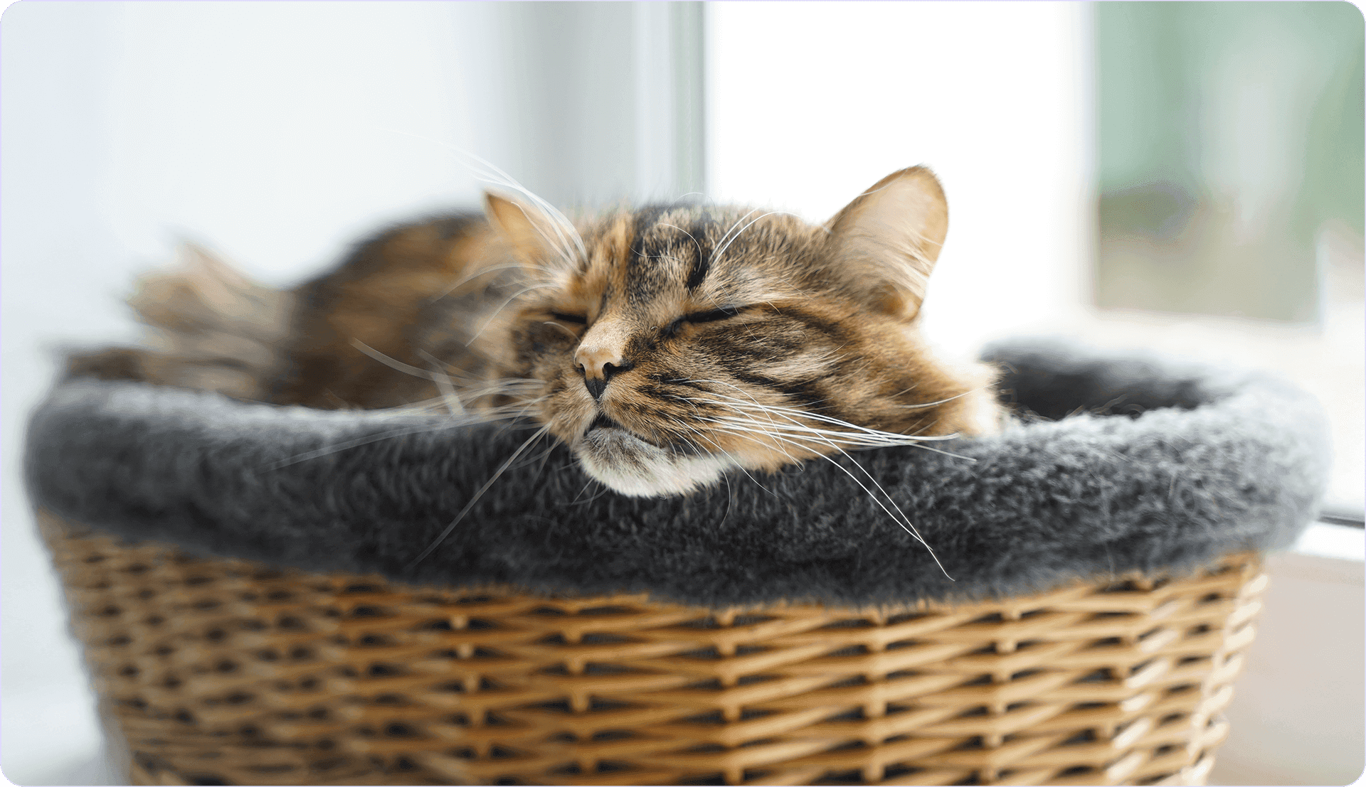 Quanto Dorme un Gatto