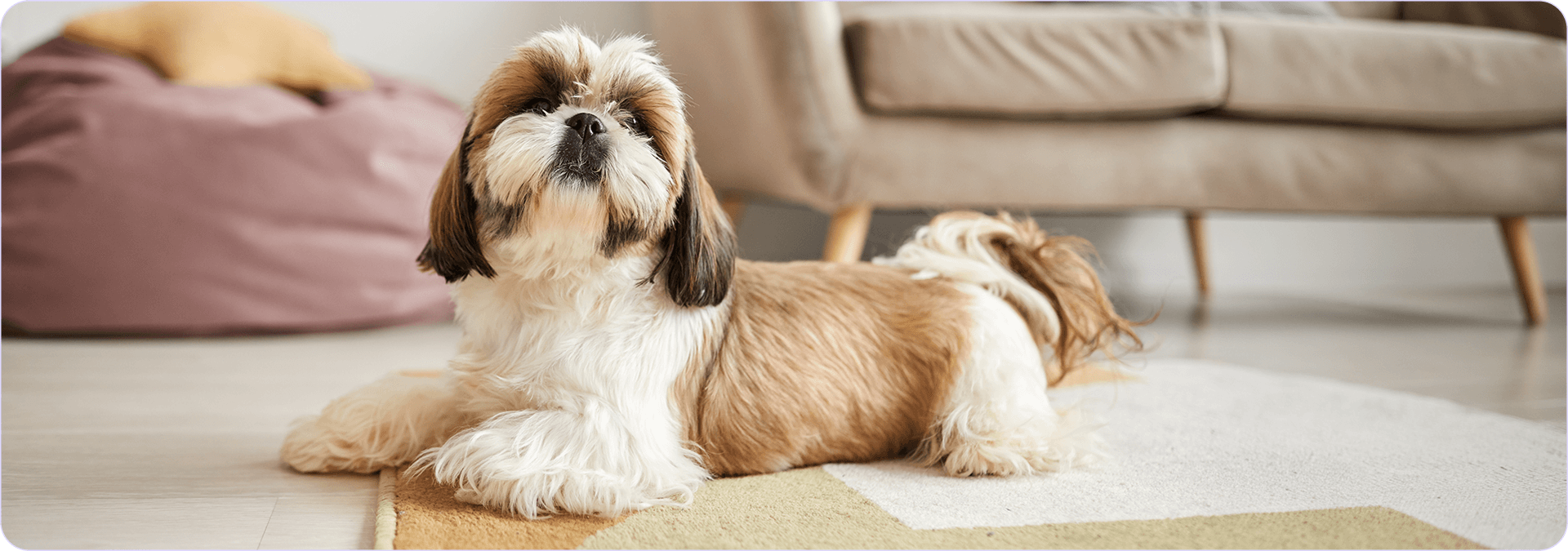 Shih Tzu cane pelo lungo.png