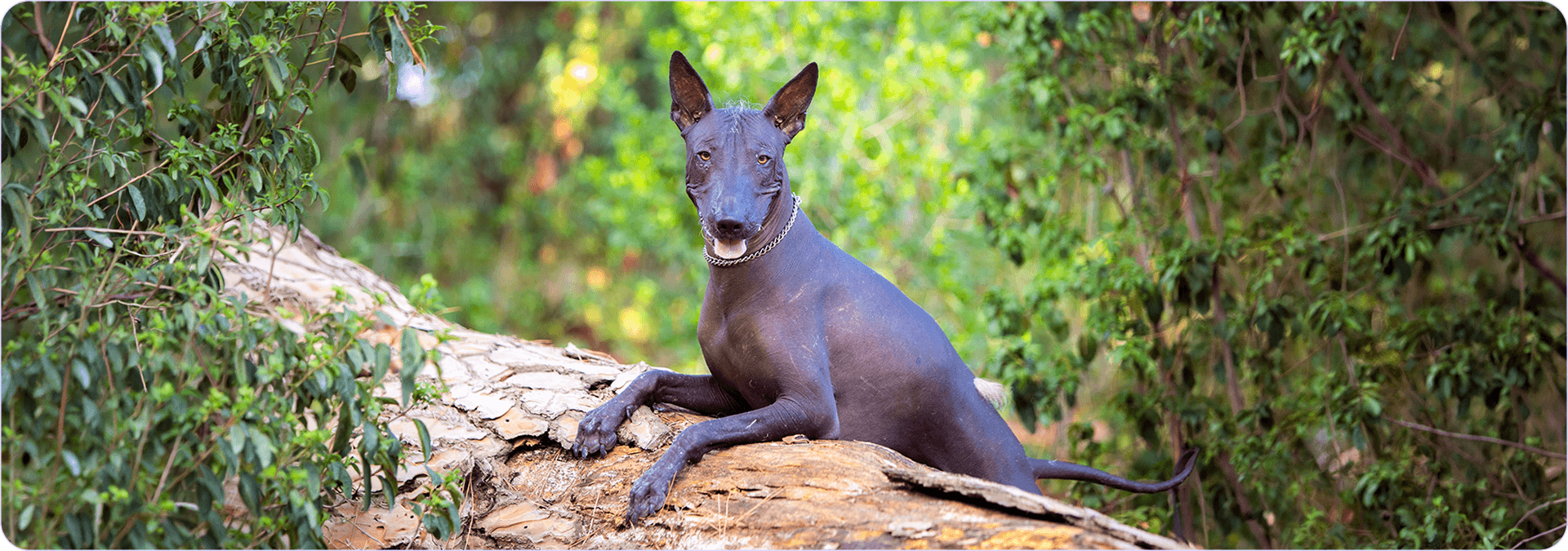 Xoloitzcuintli cane senza pelo.png