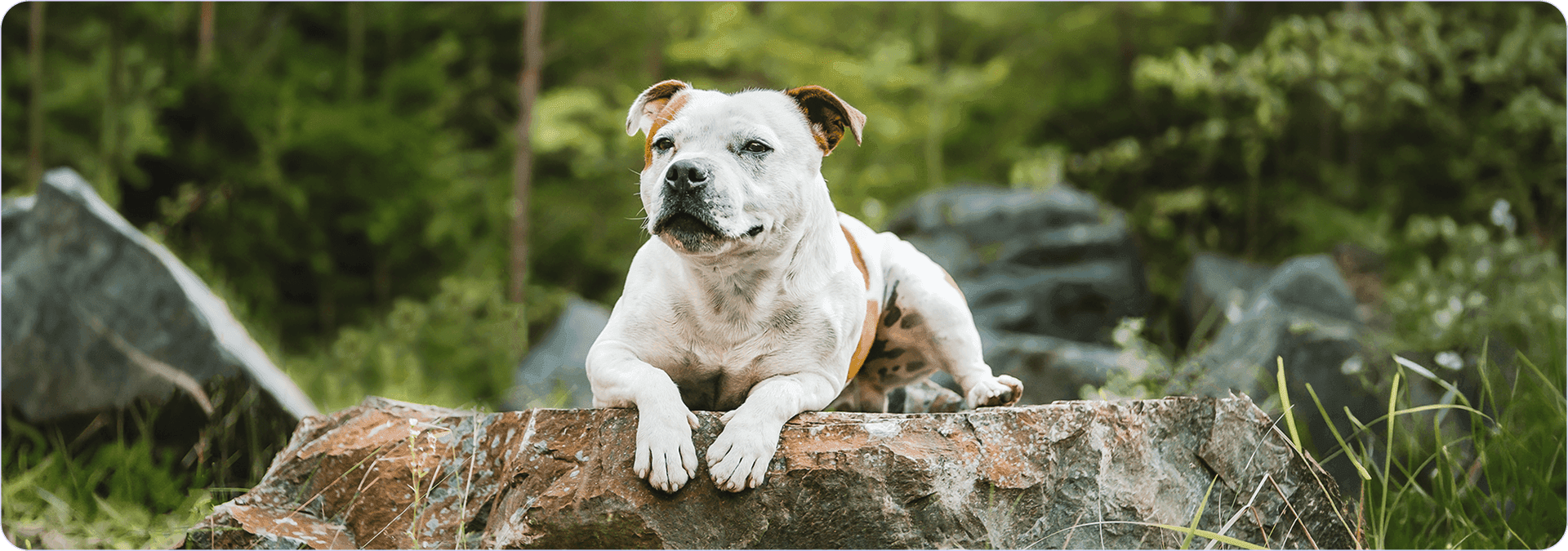 addestramento cane da guardia.png