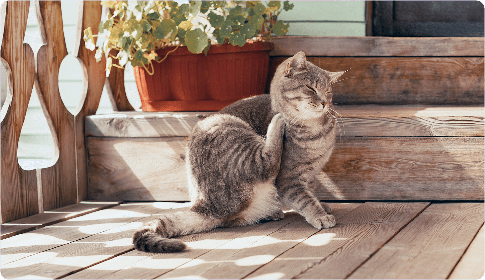 allergia-nel-gatto.png