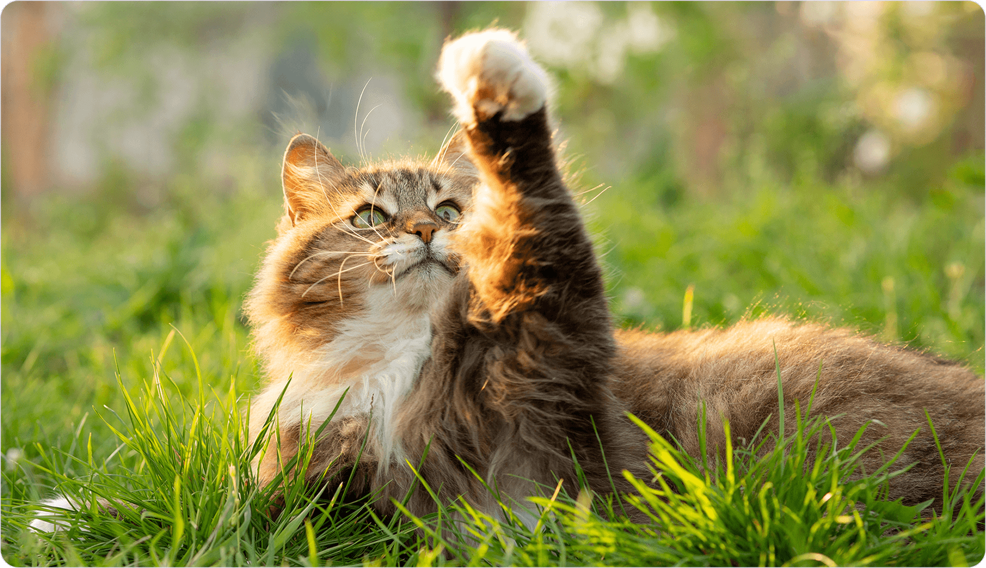 assicurazione-gatto-senza-microchip.png