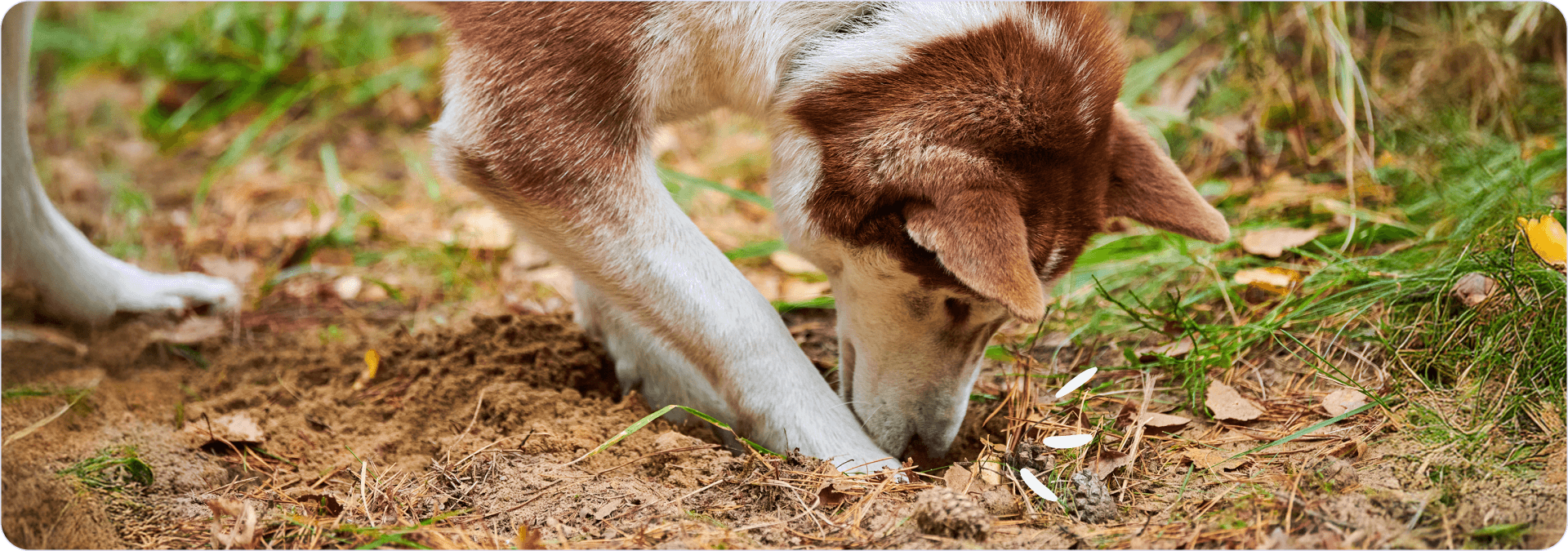 come-calmare-cane-iperattivo