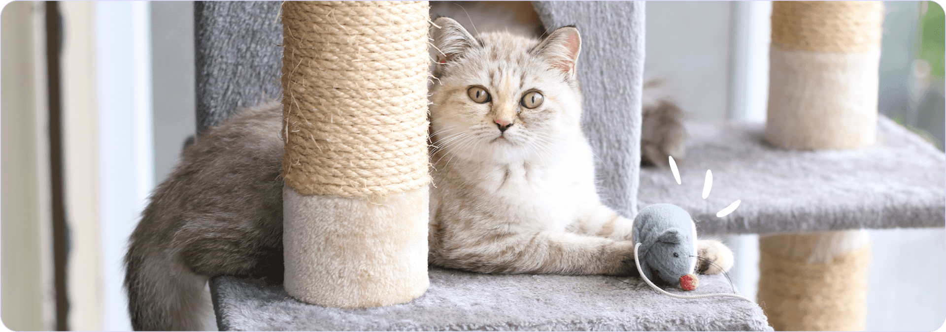 come _calmare_gatto_iperattivo.png