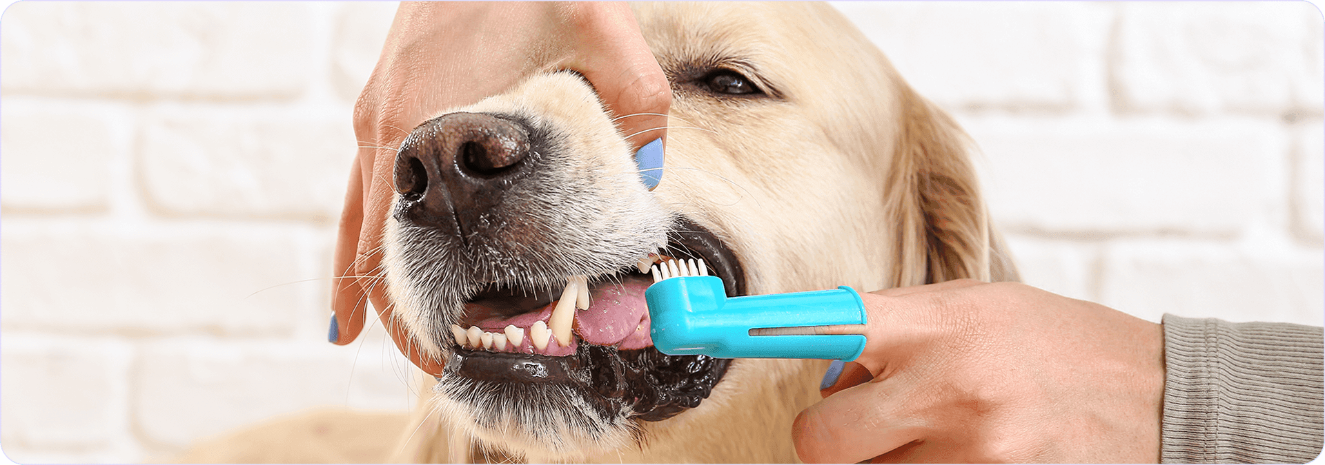 come lavare i denti al cane.png