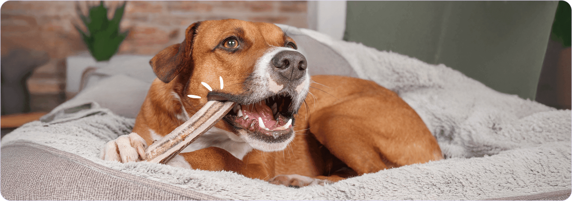 come-risolvere-ansia-searazione-cane.png