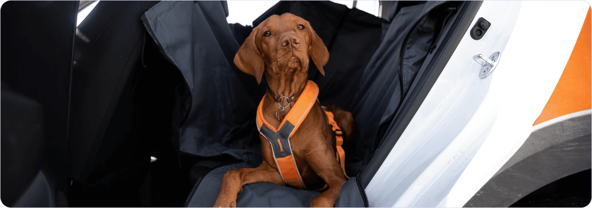 come-trasportare-cane-in-auto.png