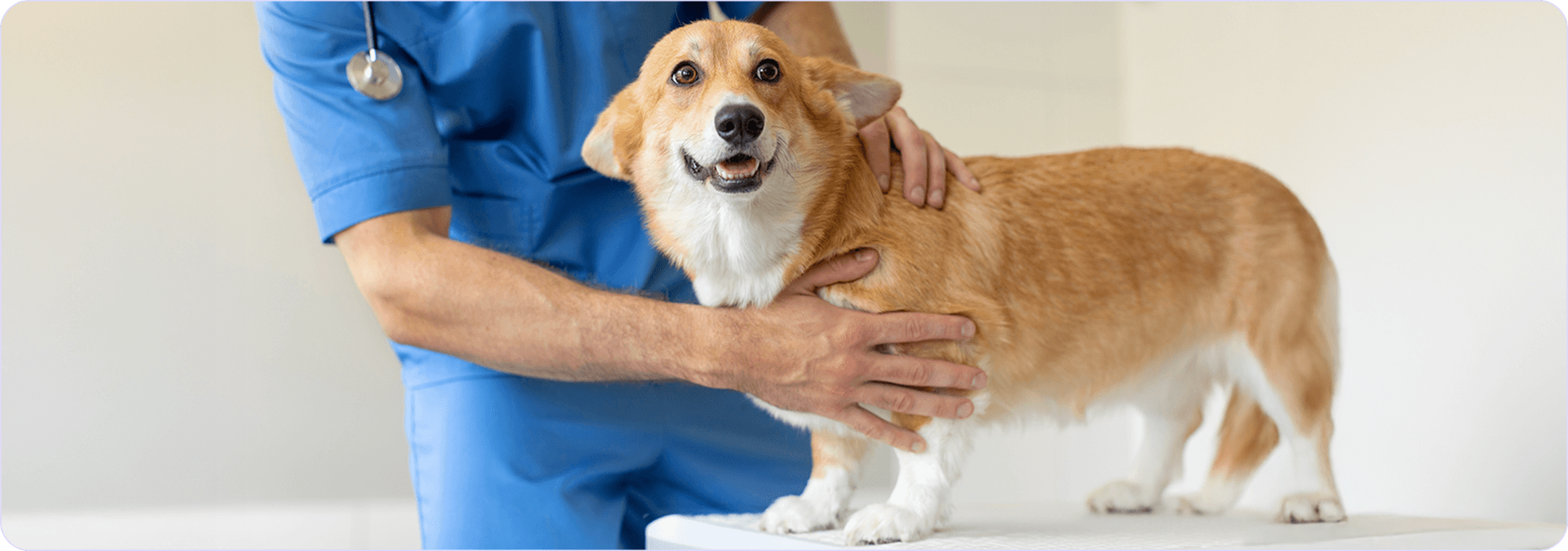 cosa sapere sul pedrigree cane.png