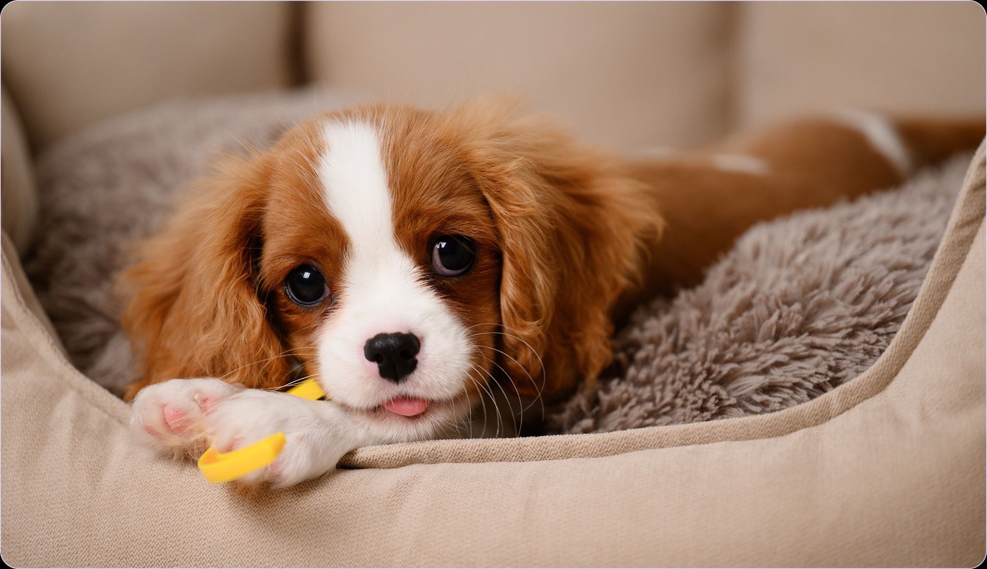 cucciolo_cane_piange.jpg