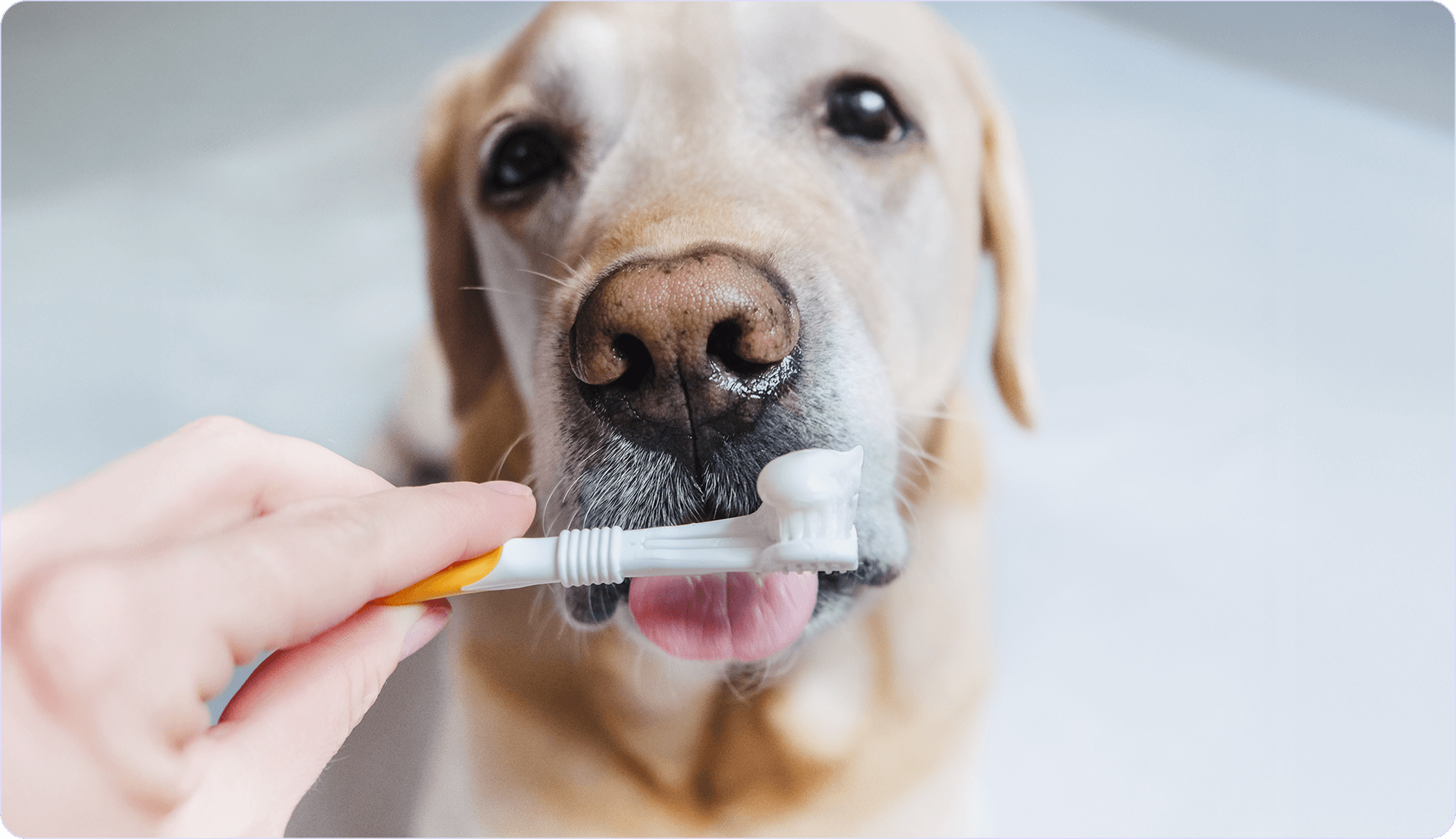 lavare denti cane.png