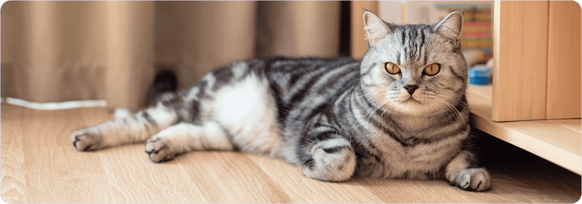 nome-gatto-maschio-tigrato.png