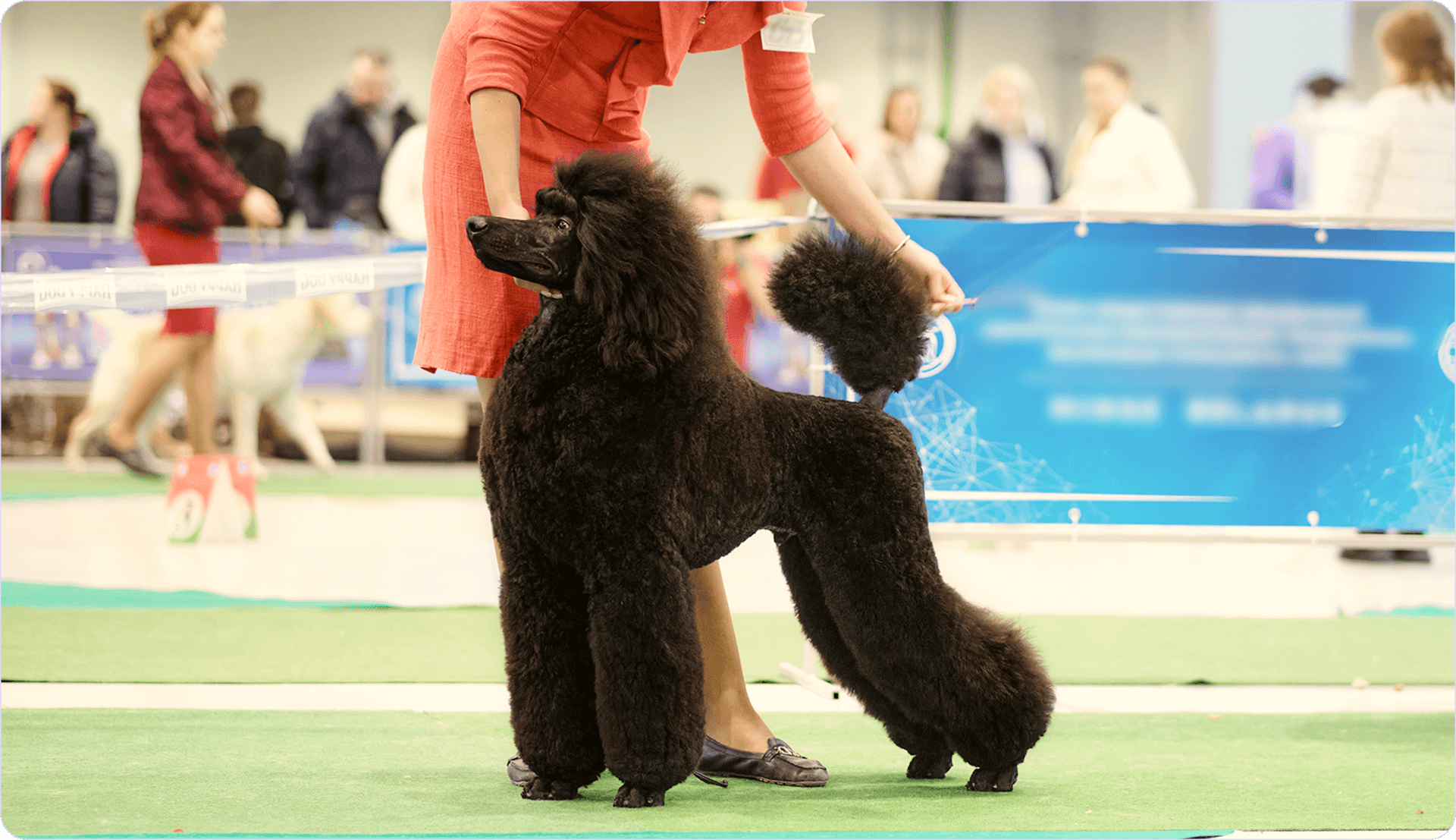pedigree cane.png