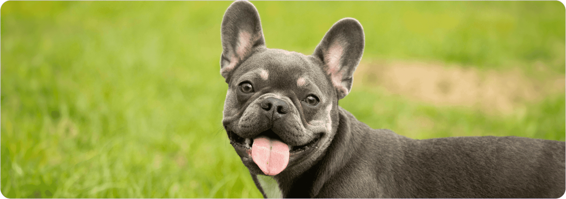 quanto costa bulldog francese