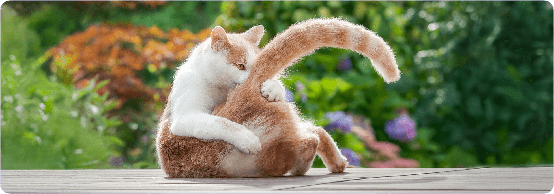 soluzioni-allergia-gatto.png