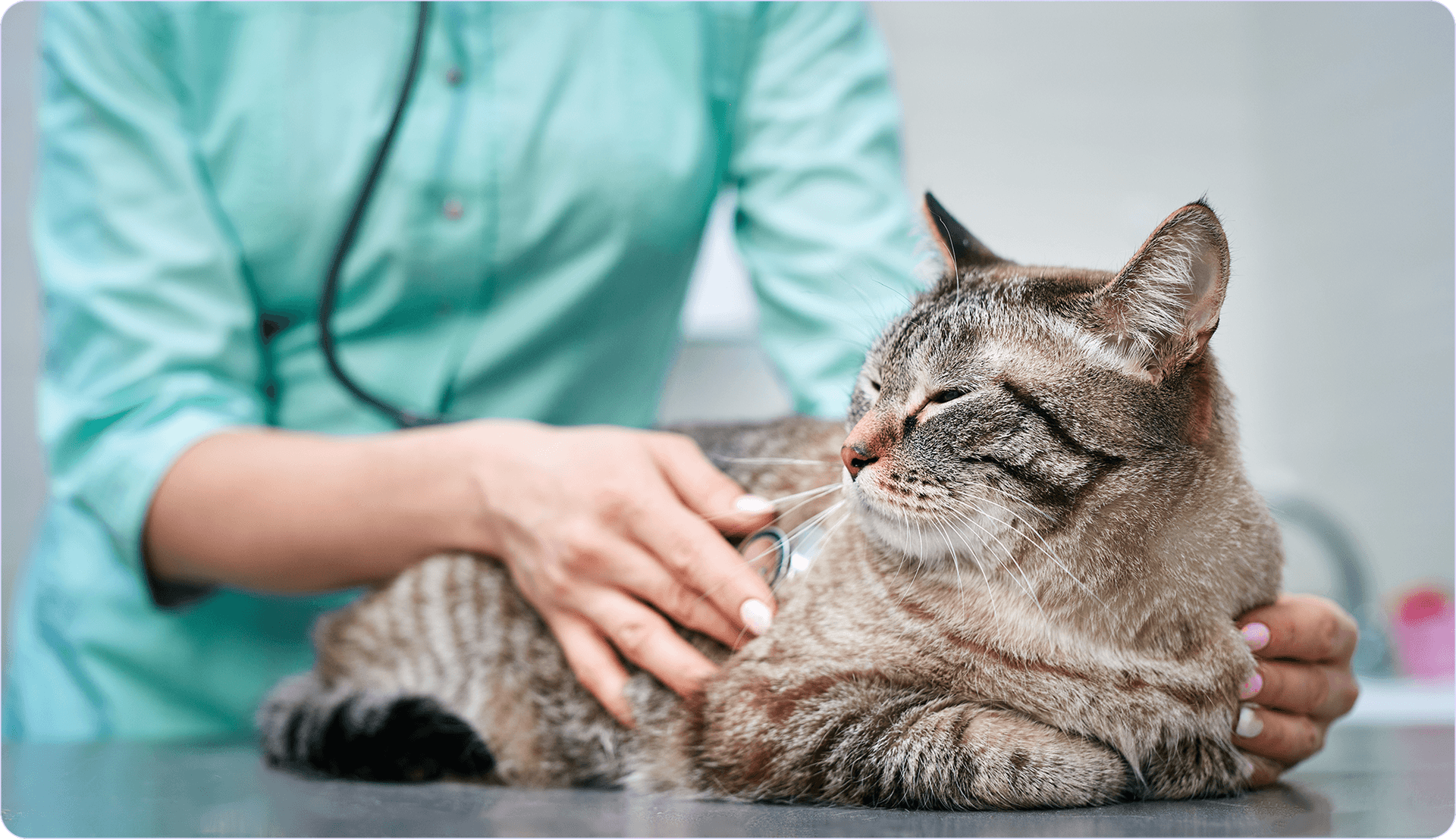 vaccinazioni gatto.png