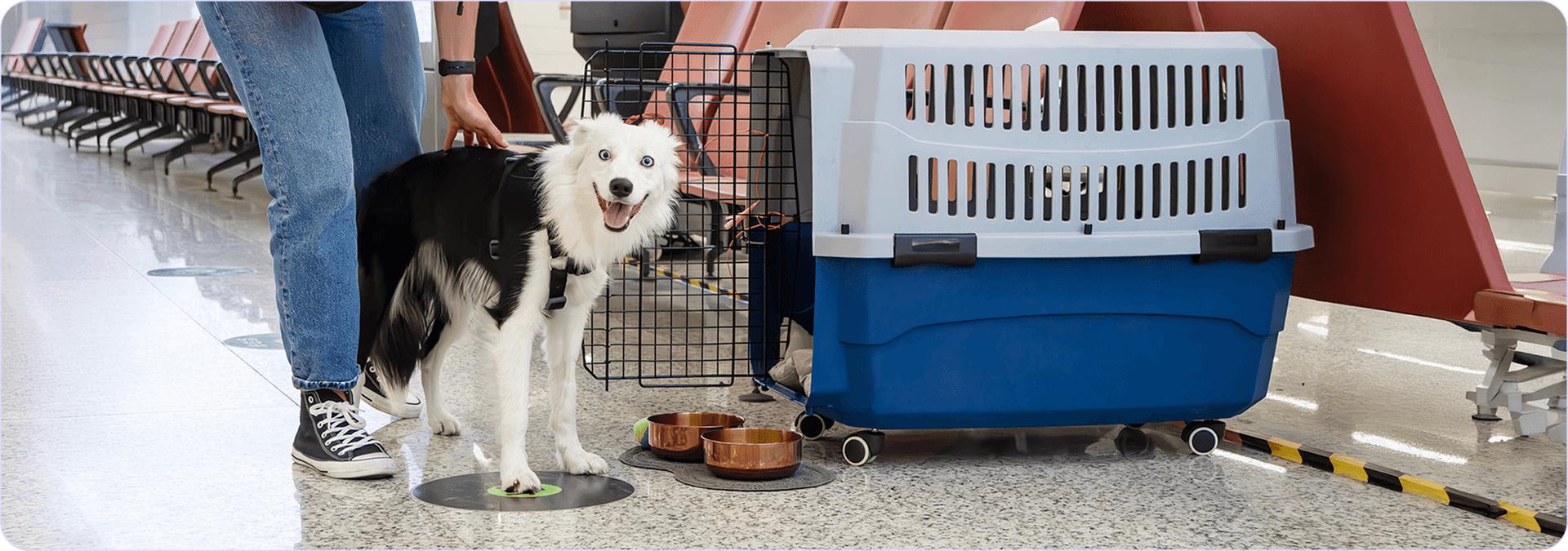 volare con un cane.png